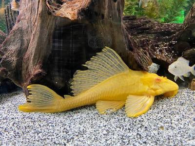 L165 Albino Sailfin Plecostomus – Blue Crown Aqua
