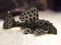 Sultan Leopard L264 Plecostomus