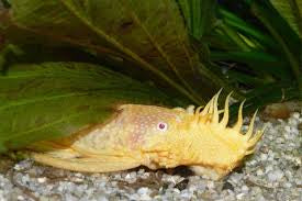 Albino Plecostomus L144