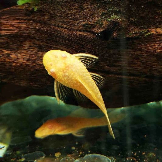Albino Plecostomus L144