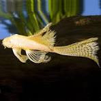 Albino Plecostomus L144 longfin