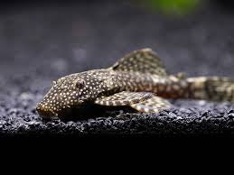 Chocolate Plecostomos