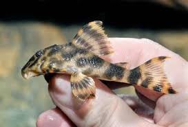 L288 Plecostomus