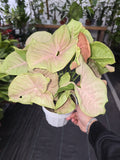 6 inch Pot -Syngonium Pink Candy House Plant- Get Similar