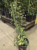 5 gal Pot - XL Tri Color Carsona "Krinson Queen'' Long strings 3.5-4 ft - Get Similar