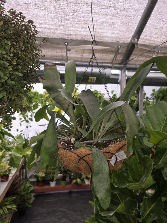 10 inch basket-Staghorn Fern- Very full bushy plant -(Cuerno de Venado) Platycerium biforcatum - Exotic Houseplant - Get similar