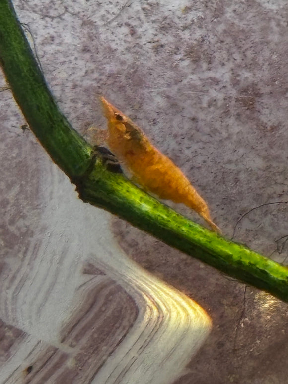 Golden Dust