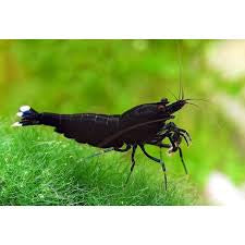 Black King Kong - Extreme plus for DOA