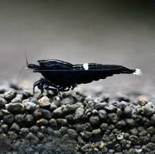 Black King Kong - Extreme plus for DOA