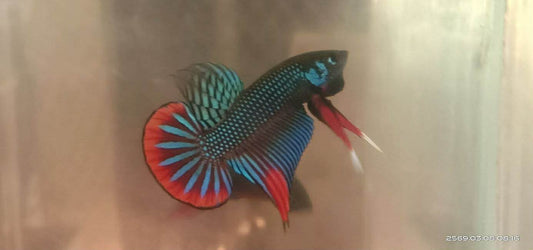 Green Imbellis wild betta  male