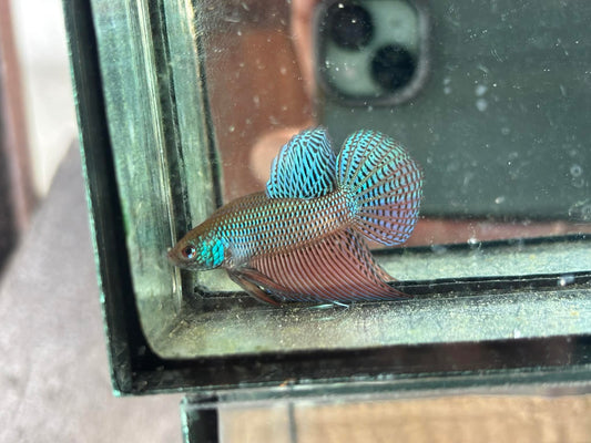 Green Sparagdina Guitar wild betta  male