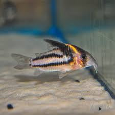 Corydora CW127