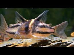 Corydora CW127