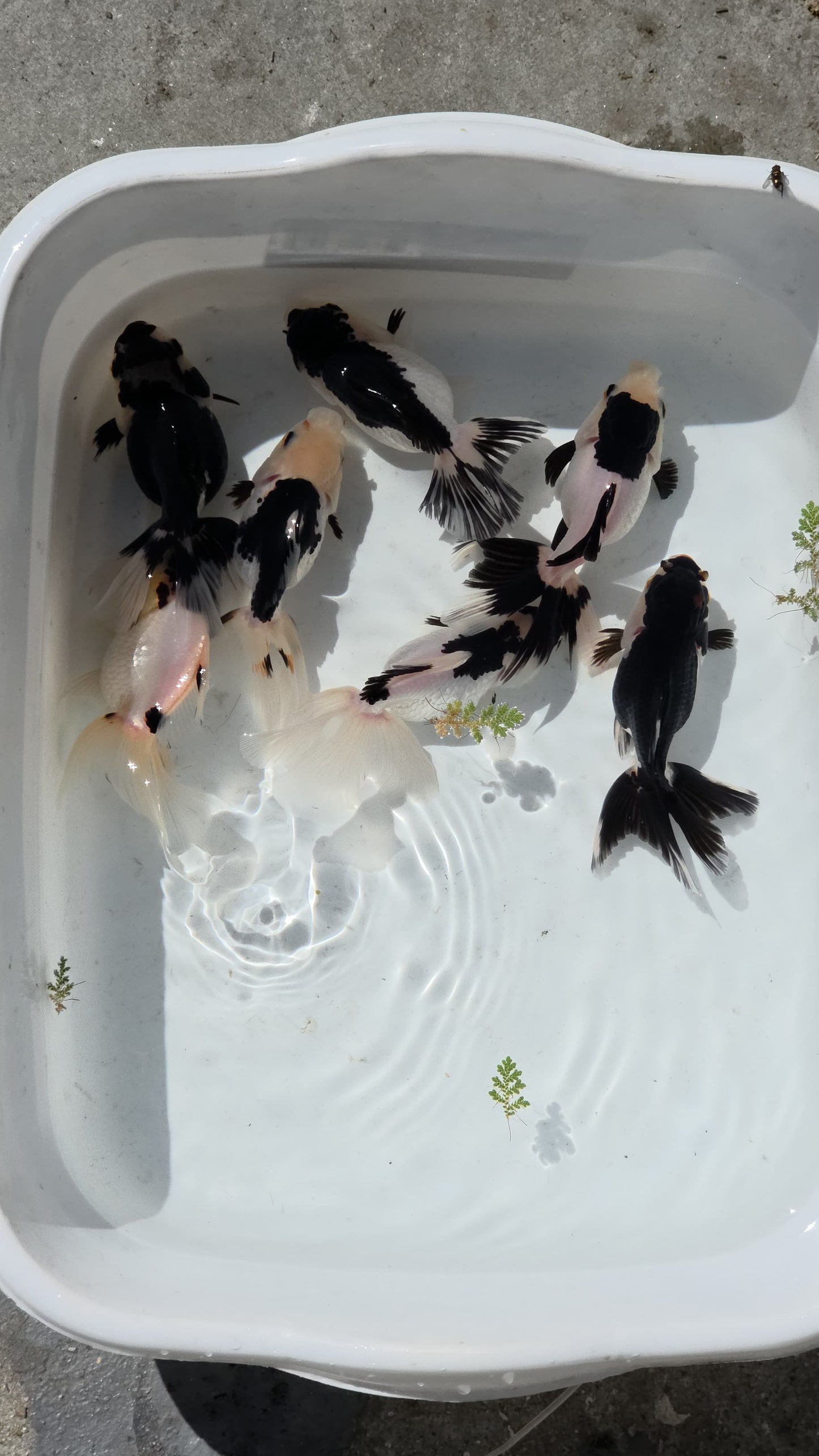 Panda Oranda Goldfish Juvenile 2.5 to 3 inch