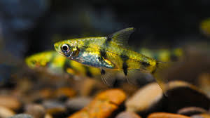 Gold Dwarf Barb