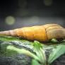 Yellow Chopstick Snail