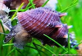 Hedgehog Snail