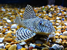 L66 King Tiger Plecostomus