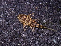 L157 Red Spot Plecostomus
