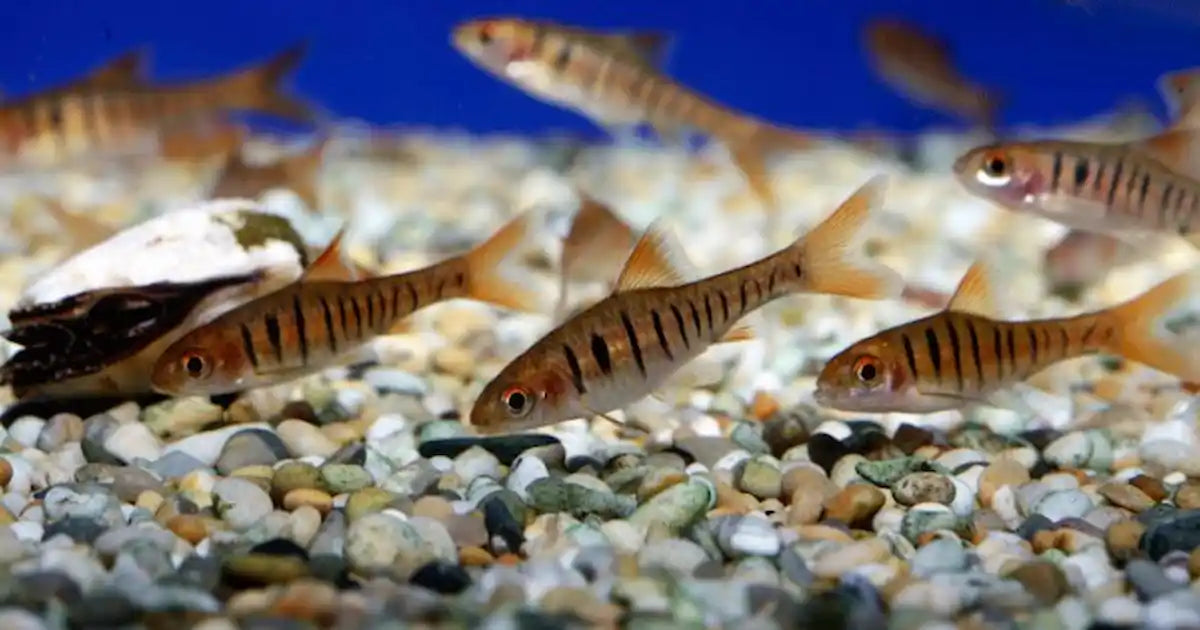 Flame Barb
