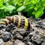 Assassin Snail