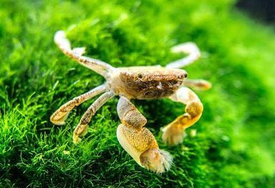 Pom Pom Crab