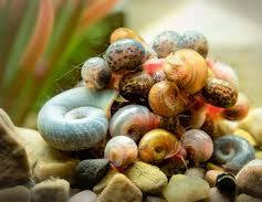Ramshorn Snail mixed colors