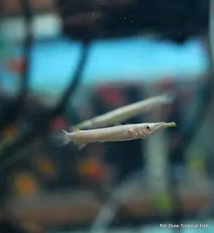 Halfbeak Fish