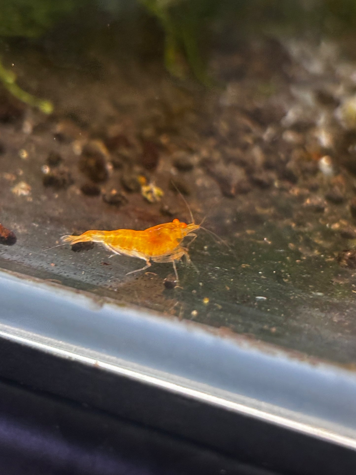 Orange Eye Yellow King Kong