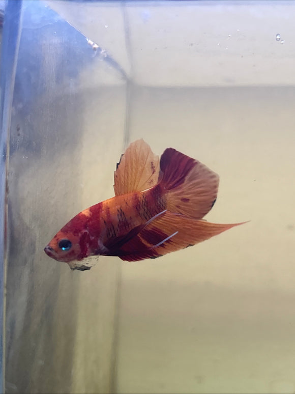 Splendens Nemo Wild Betta Males