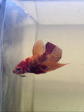 Splendens Nemo Wild Betta Males