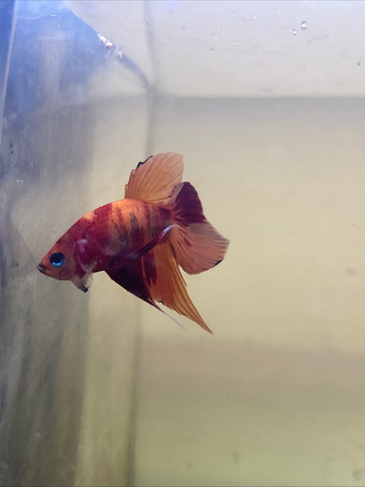 Splendens Nemo wild betta