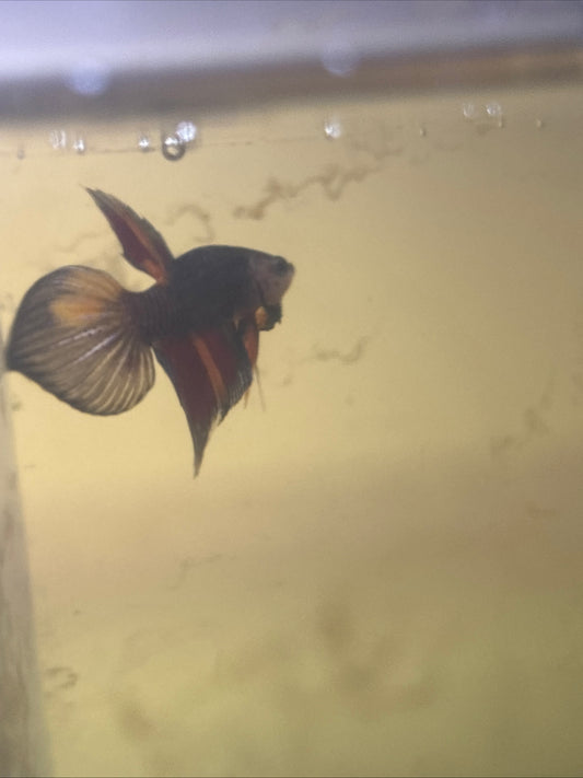 Splendens Nemo Wild Betta Males