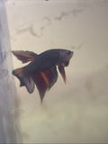 Splendens Nemo Wild Betta Males