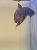 Splendens Nemo Wild Betta Males