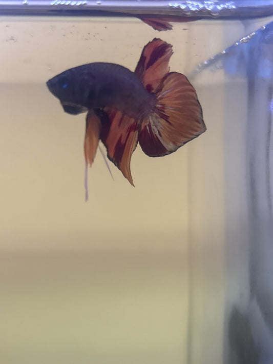 Splendens Nemo Wild Betta Males