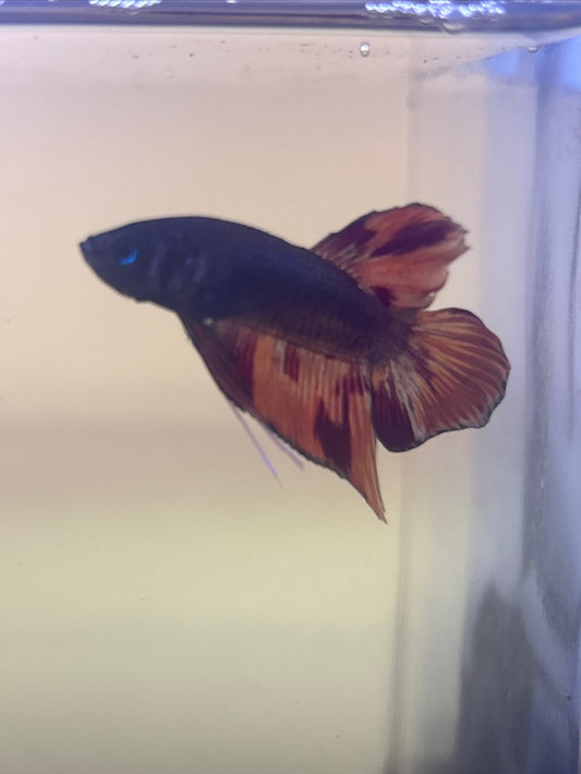Splendens Nemo Wild Betta Males