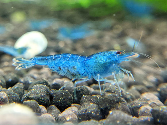 Blue Aura Caridina