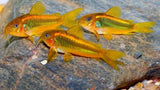 Orange Lazer Corydoras
