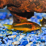 Orange Lazer Corydoras