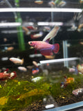 Betta Fancy Female Sorority