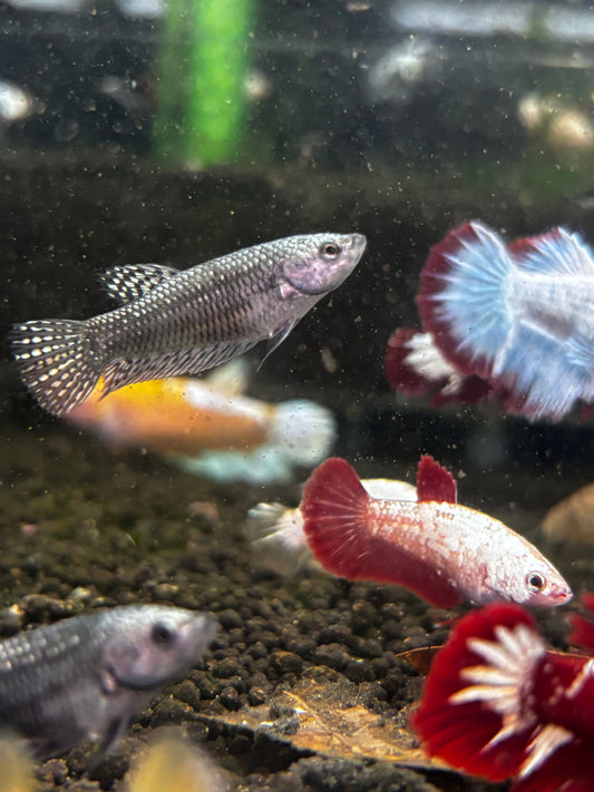 Wild Betta female Alien. Copper