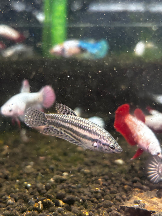 Wild Betta female Alien. Copper