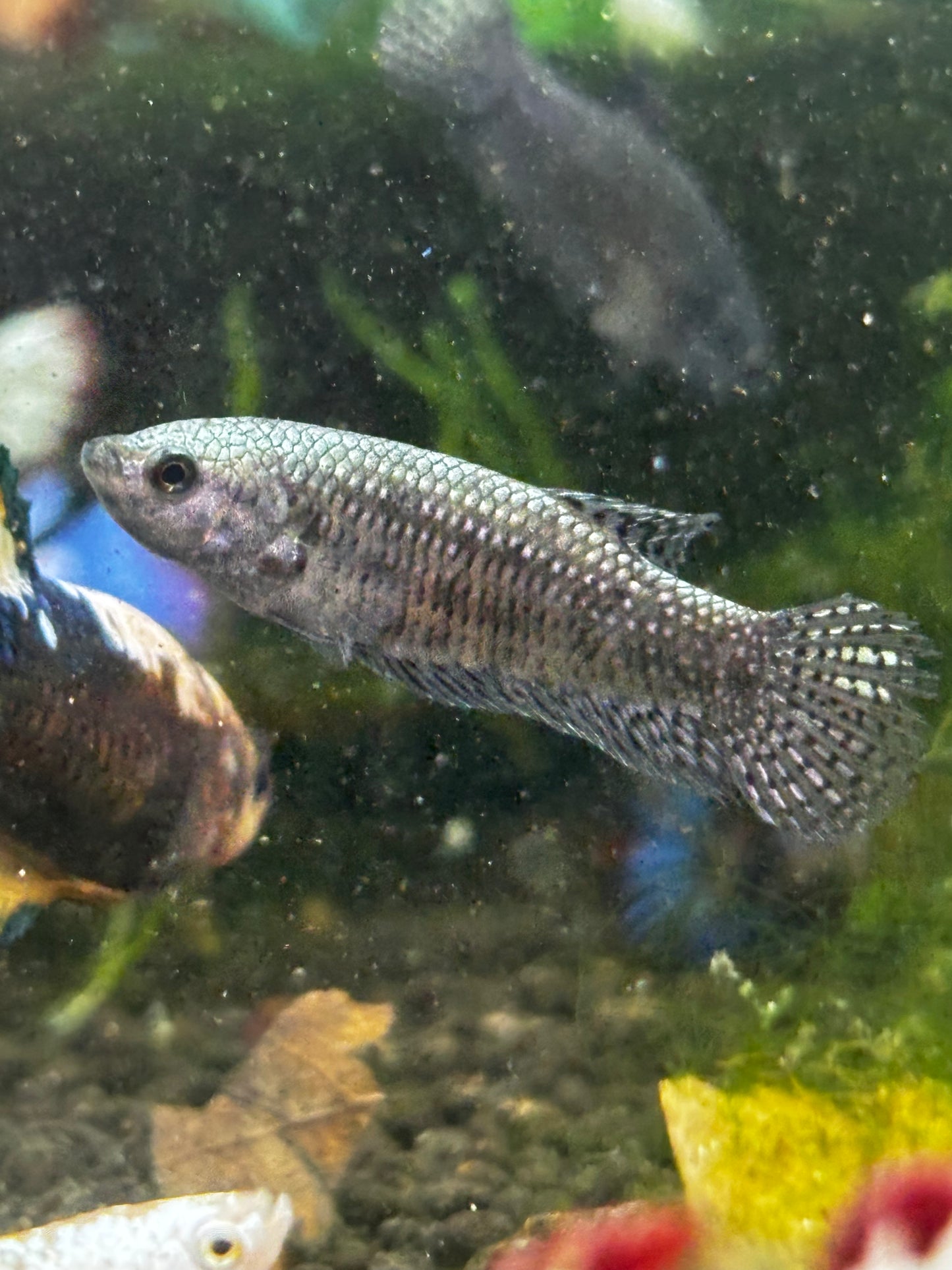 Wild Betta female Alien. Copper