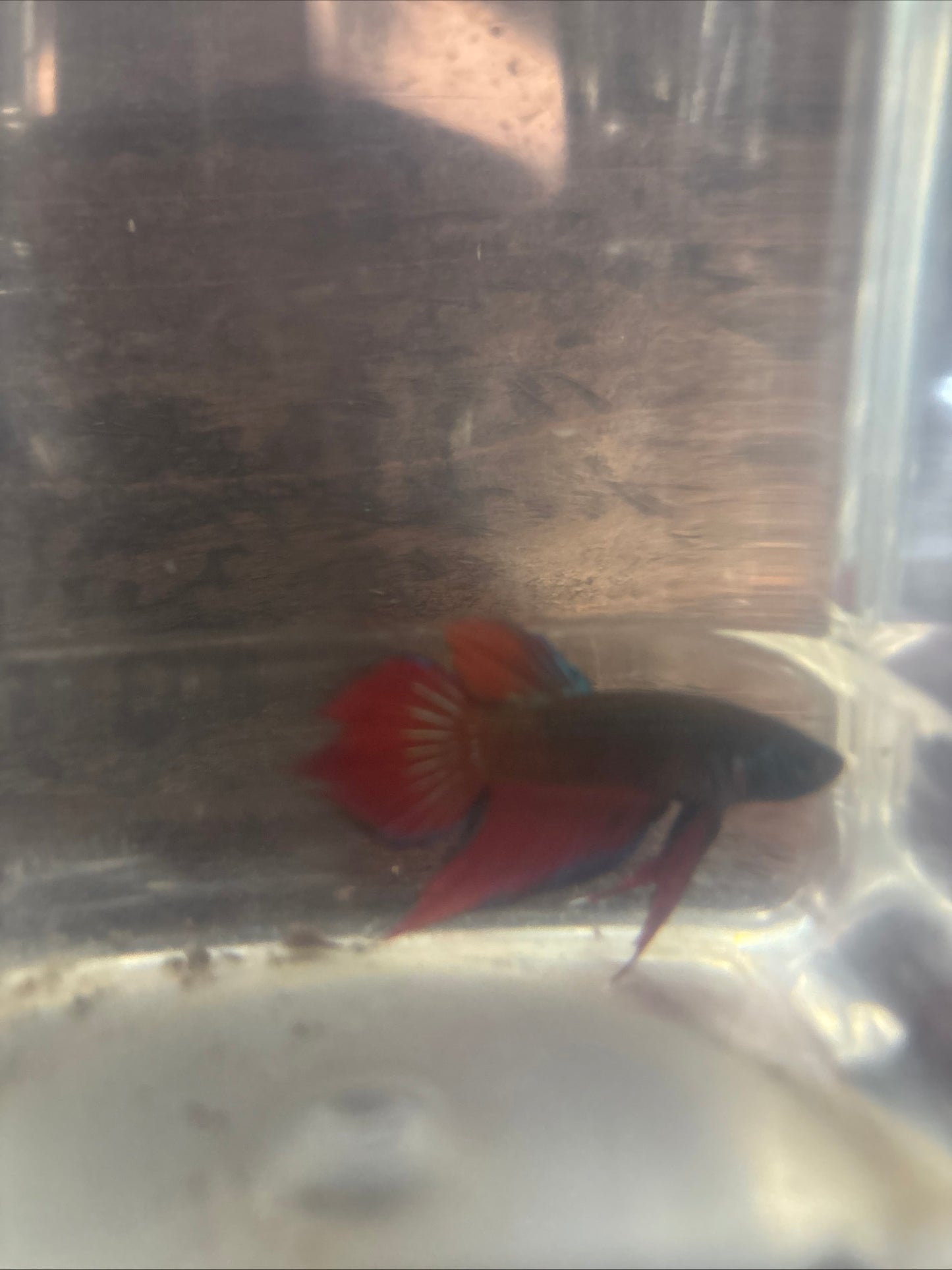 Splendens wild betta  male