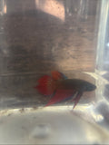 Splendens wild betta  male