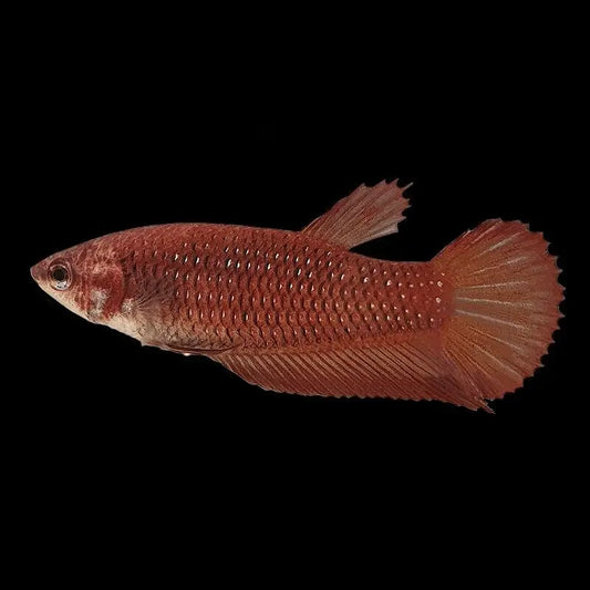 Splendens wild betta  female