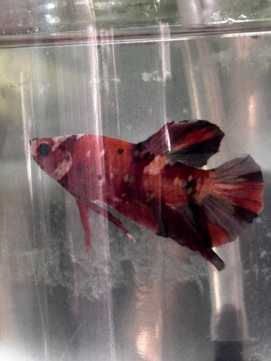HMPK Male Betta