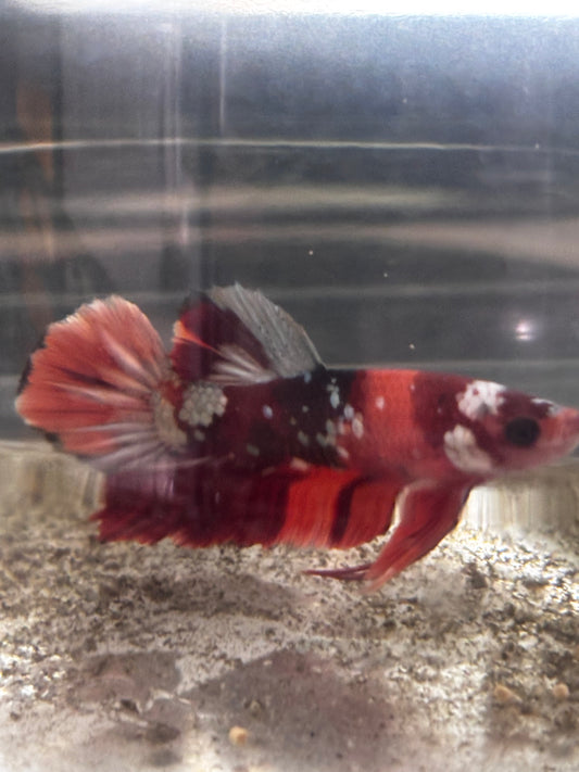 HMPK Male Betta