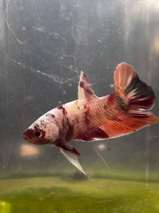 HMPK Male Betta
